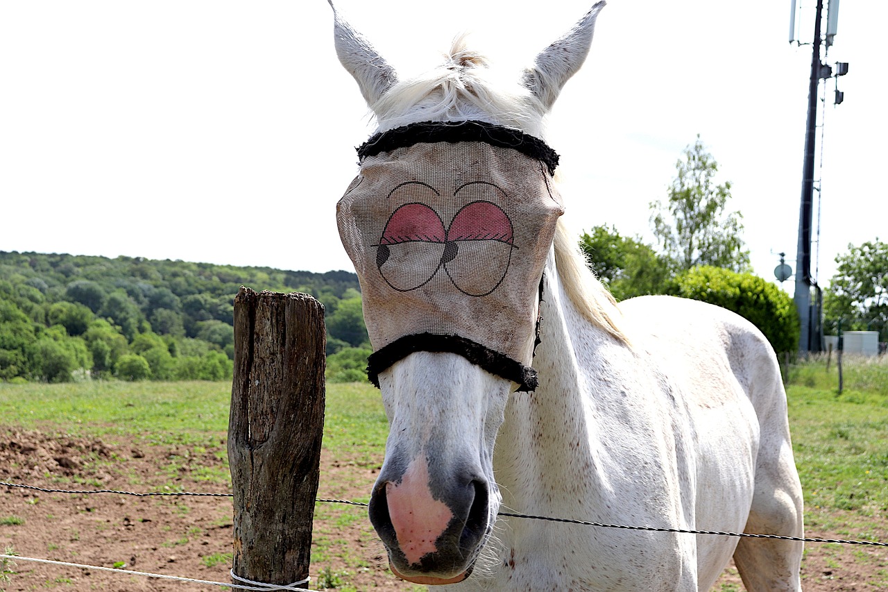 Horse with silly eyes drawn on its forehead